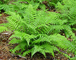 Athyrium filix femina