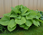 Hosta sumandsubstance