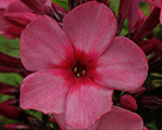 Phlox pan redcaribbean