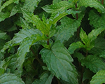 Mentha species mojito