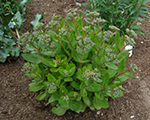 Sedum beachparty