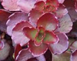 Sedum spurium fuldaglut