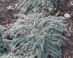 Thymus silverfluffy