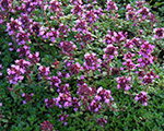 Thymus reflection