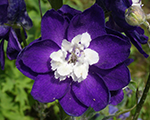Delphinium jupiterf1purple