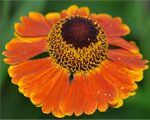 Helenium mardigrass