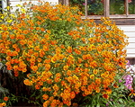 Helenium autumnale osennaja