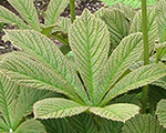 Rodgersia aesculifolia