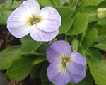 Aubrieta floradoblueblushbicolour
