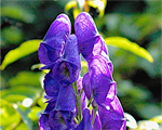 Aconitum arendsii