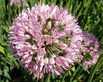Allium plakanais saurais