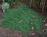 Aster ericoides snowflurry