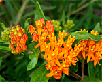 Asclepias tuberosa
