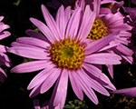 Aster amellus rosaerfullung