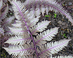 Athyrium niponicum var pictum pewterlace