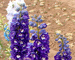 Delphinium darkbluewhitebee