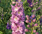 Delphinium lilacrosewhitebe