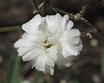 Gypsophila bristolfairy