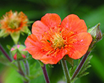 Geum tosai