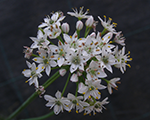 Allium tuberosum