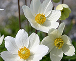 Anemone sylvestris madonna