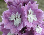 Delphinium deeprosewhitebee