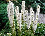 Liatris floristanwhite