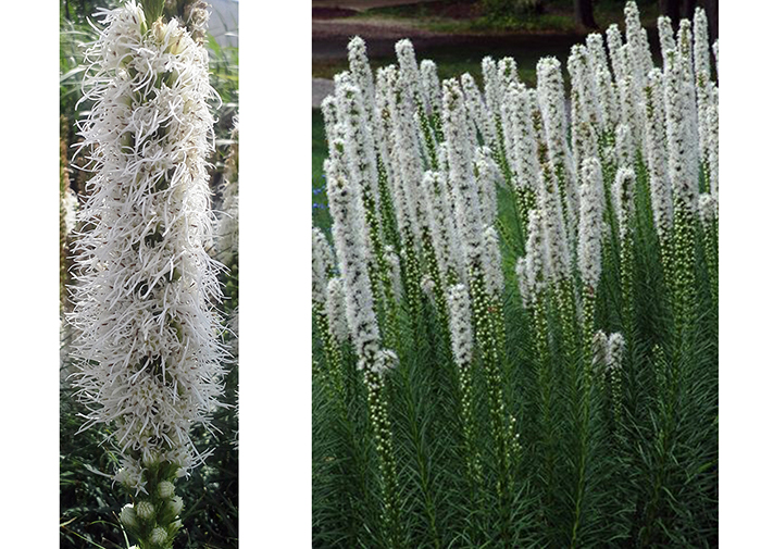 Perennials - Button snakewort 'Floristan White' / Stādu audzētava "Baižas"