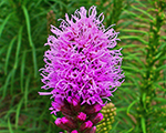 Liatris koboldoriginal