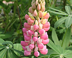 Lupinus galleryrosebicolour