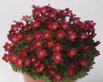 Saxifraga arendsii pixipanred