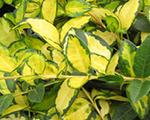 Vinca imagine