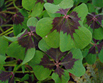 Oxalis tetraphylla ironcross