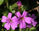 Erinus alpinus