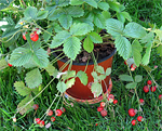 Fragaria vesca