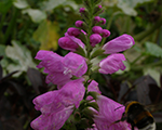 Physostegia vivid