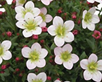 Saxifraga arendsii pixipanappleblossom