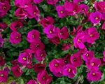 Aubrieta audreyred