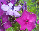 Phlox pan chameleon