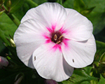 Phlox pan mike'sfavourite