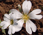 Cerastium silverwhite
