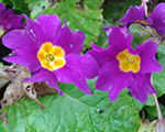 Primula violeta kosji