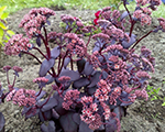 Sedum purpleemperor