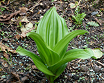 Veratrum album