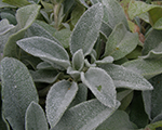 Stachys silvercarpet