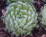 Sempervivum cilliosum var borisii
