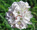 Armeria maritima whiteselect