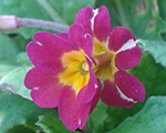 Primula rubytwins
