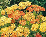 Achillea deserteveterracotta