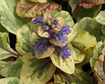 Ajuga reptans glodenglow